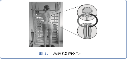 文獻(xiàn)分享 | 基于家庭的振動輔助運(yùn)動作為脊柱側(cè)彎的新治療選擇